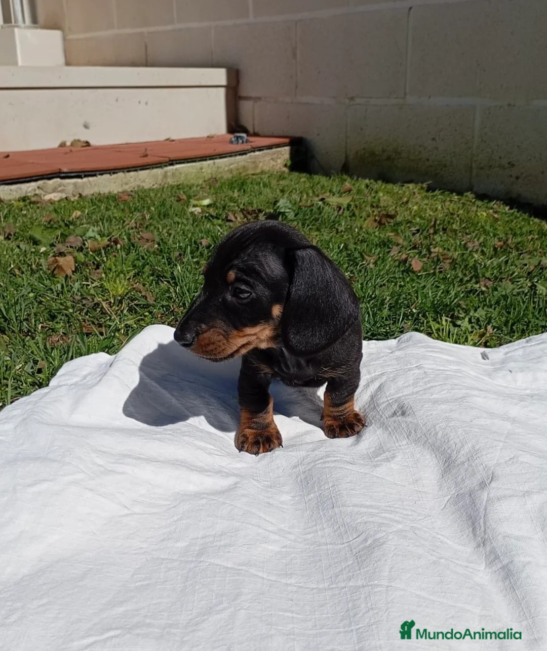 Teckel Miniatura perros en venta: Teckel Negro Fuego  - Anuncio 3