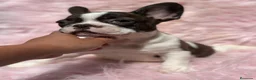 Bulldog Francés perros en venta: BULLDOG BICOLOR HEMBRA - Anuncio 2