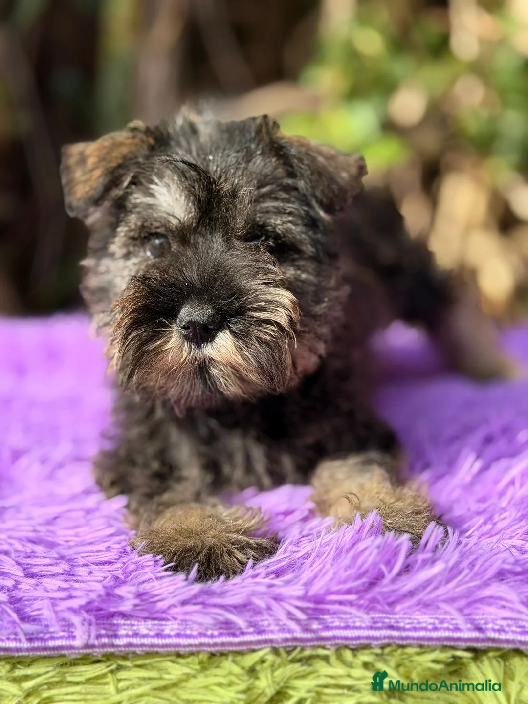 Schnauzer Miniatura perros en venta: Schnauzer miniatura sal y pimienta  - Anuncio 2