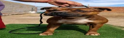 Staffordshire Bull Terrier perros en venta: Staffordshire Bull Terrier   - Anuncio 23