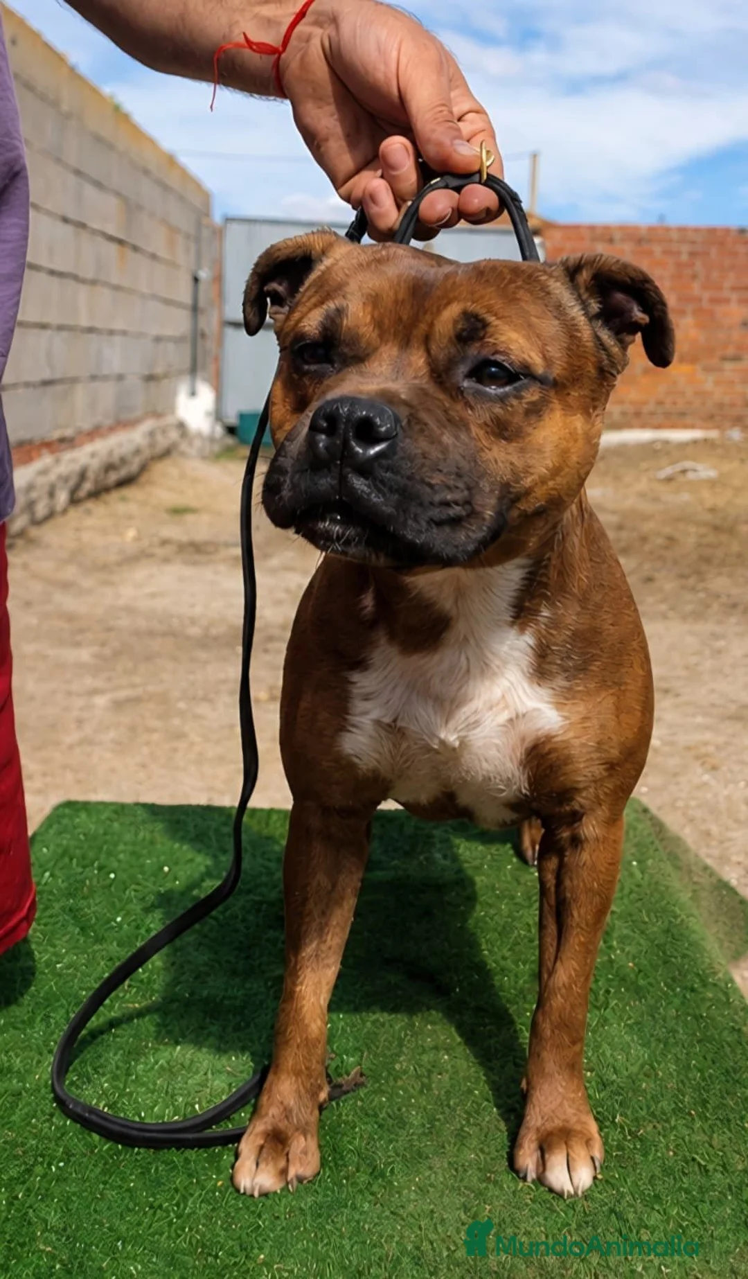 Staffordshire Bull Terrier perros en venta: Staffordshire Bull Terrier   - Anuncio 23