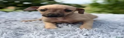 Pequeño Lebrel Italiano perros en venta: PEQUEÑO LEBREL ITALIANO PICCOLO - Anuncio 5