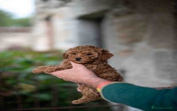 Caniche Toy perros en venta: caniche toy macho - Imagen 6