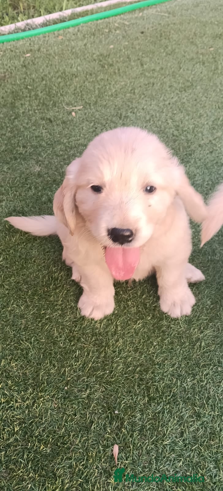 Golden Retriever perros Golden retriever  - Anuncio 1