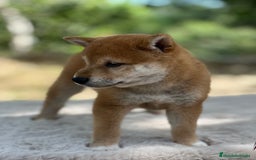 Shiba Inu perros en venta: Shiba inu macho  - Imagen 2