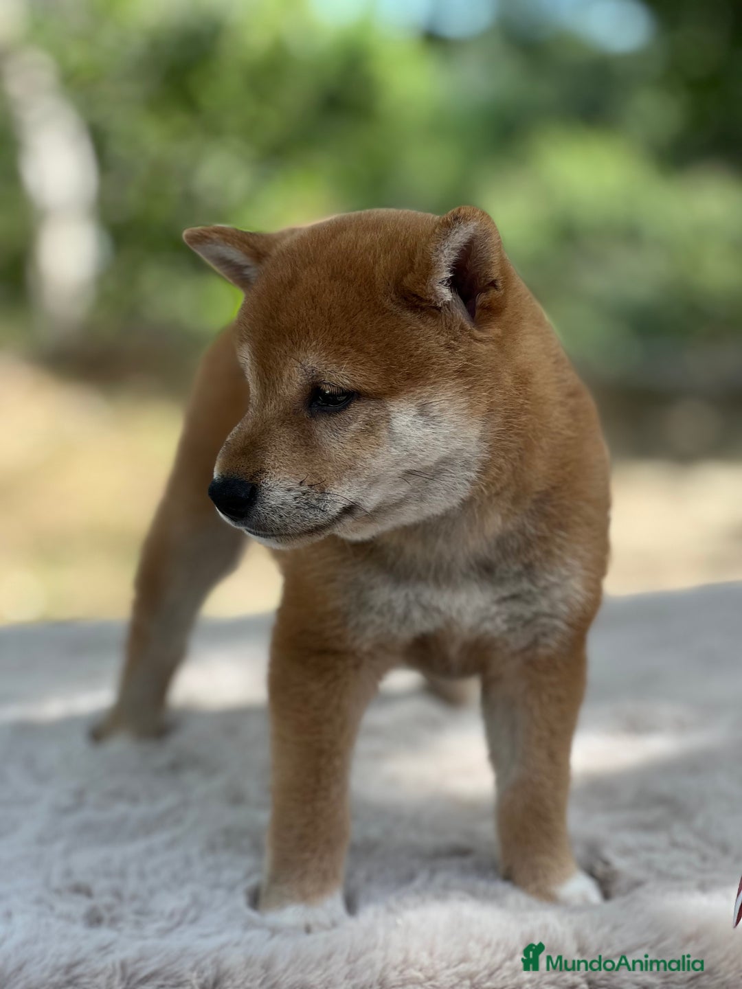 Shiba Inu perros en venta: Shiba inu macho  - Imagen 2