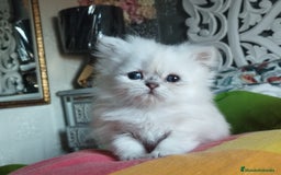 Persa gatos en venta: Hembra persa color point  - Imagen 1