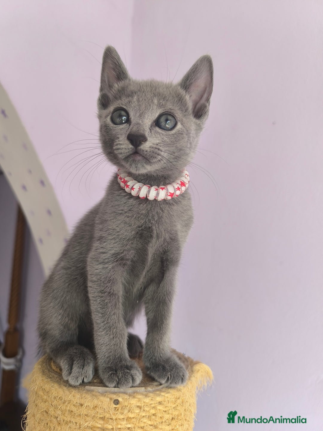 Azul Ruso gatos en venta: Azul ruso con pedigri  - Imagen 3
