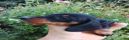 Teckel Miniatura perros en venta: Cachorros de teckel miniatura negro y chocolate  - Anuncio 5