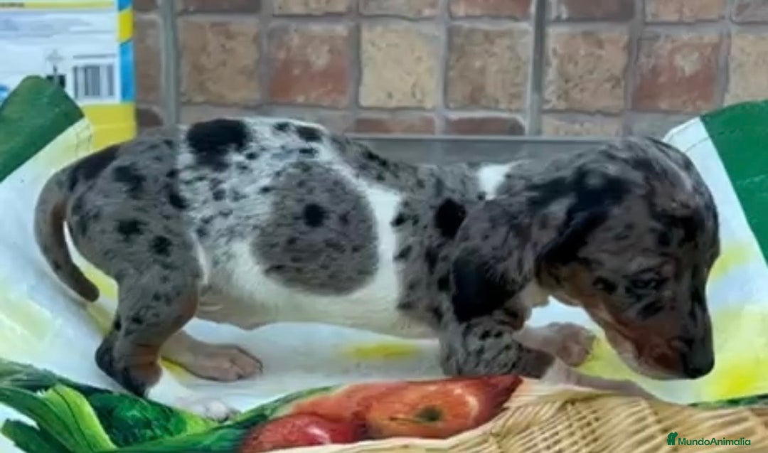 Teckel Miniatura perros en venta: Teckel kanichen  - Anuncio 1