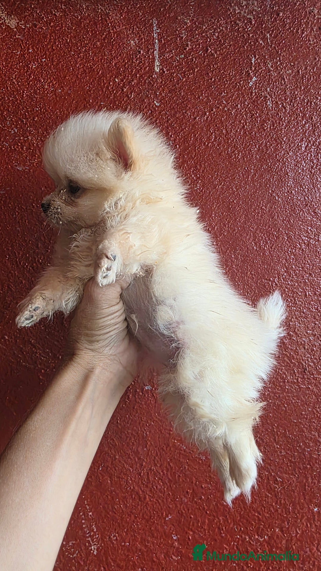 Pomerania perros en venta: Lulus pomerania  - Imagen 2