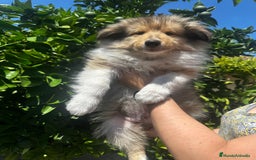 Collie de Pelo Largo perros en venta: Preciosa camada rough collie - Imagen 1