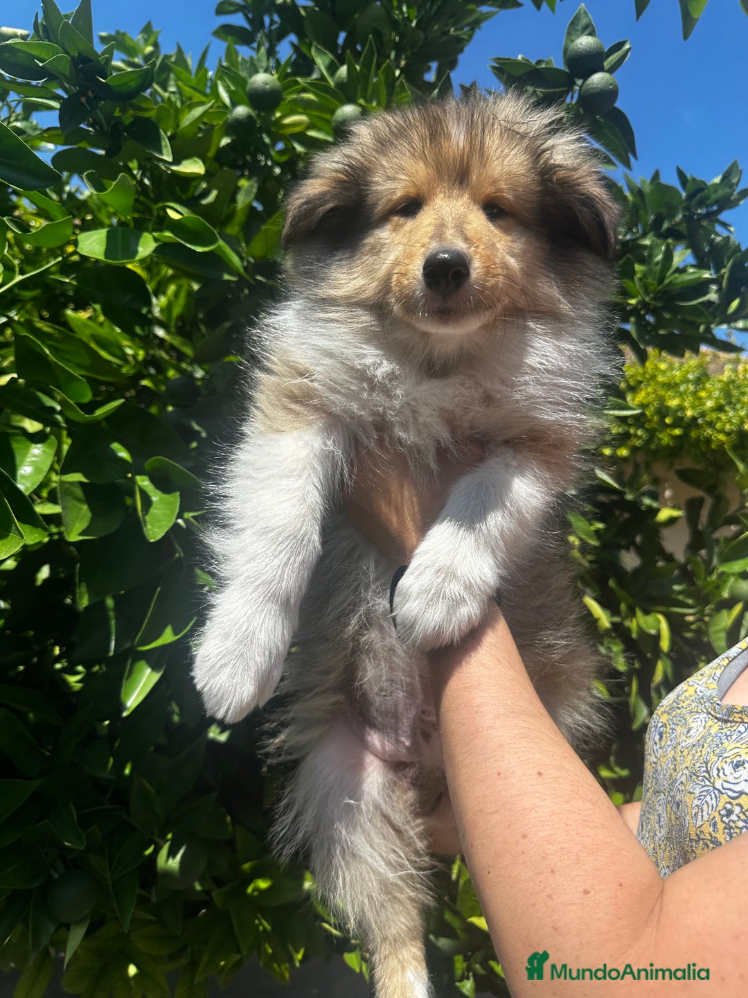 Collie de Pelo Largo perros en venta: Preciosa camada rough collie - Imagen 1