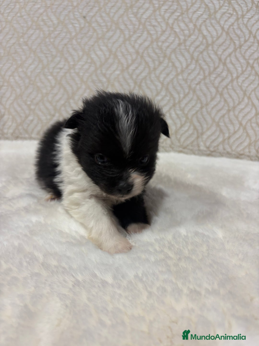 Pomerania perros en venta: Lulu Pomerania Toy macho color party Osito - Anuncio 8