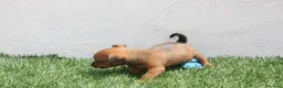 Raza Mixta perros en venta: Minijack  - Anuncio 4