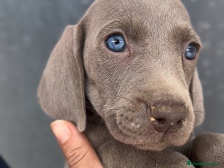 Weimaraner perros en Barcelona - Anuncio 7