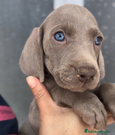 Weimaraner perros en Barcelona - Anuncio 4