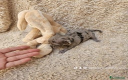 Chihuahua perros en venta: ⚜️Chihuahua merle hembra ⚜️🐾 - Imagen 3