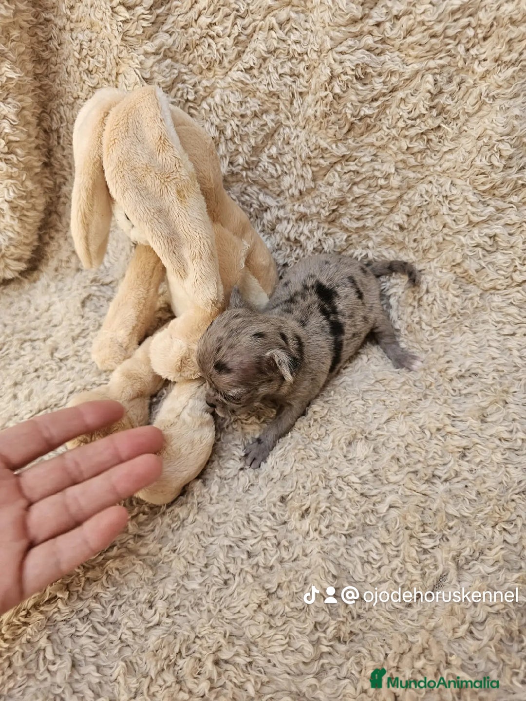 Chihuahua perros en venta: ⚜️Chihuahua merle hembra ⚜️🐾 - Imagen 3