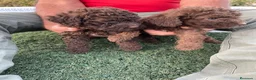 Perro de Agua Español perros en venta: Perro de agua español - Anuncio 3