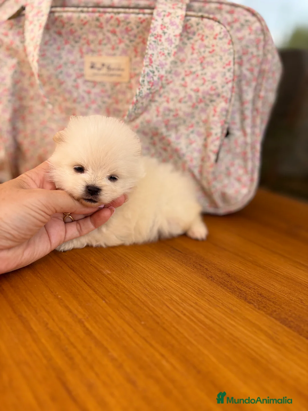 Pomerania perros en venta: Pomerania (lulu de Pomerania) - Anuncio 8