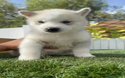 Husky Siberiano perros en venta: HUSKY - Imagen 23