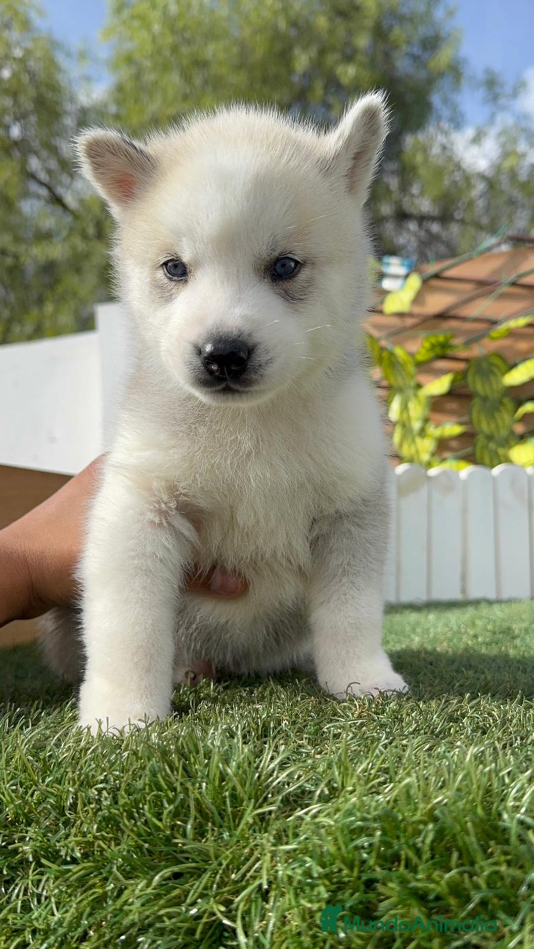 Husky Siberiano perros en venta: HUSKY - Imagen 23