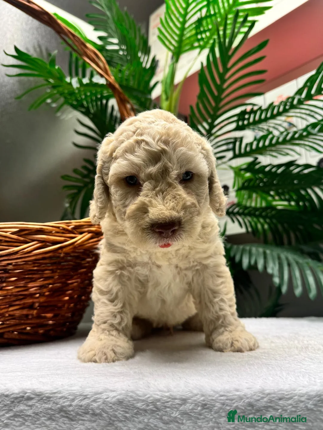 Perro de Agua Español perros en venta: PERRO DE AGUA ESPAÑOL-RABON - Anuncio 2