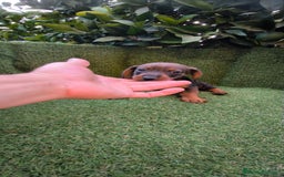 Teckel Miniatura perros en venta:  teckel miniatura  color jabali - Imagen 19