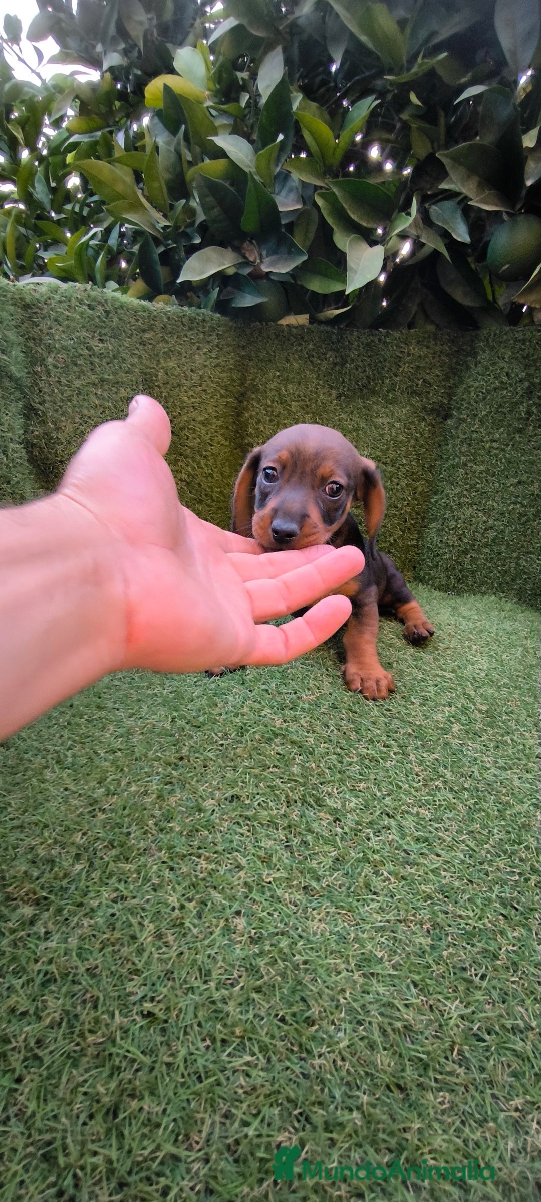 Teckel Miniatura perros en venta:  teckel miniatura  color jabali - Imagen 19