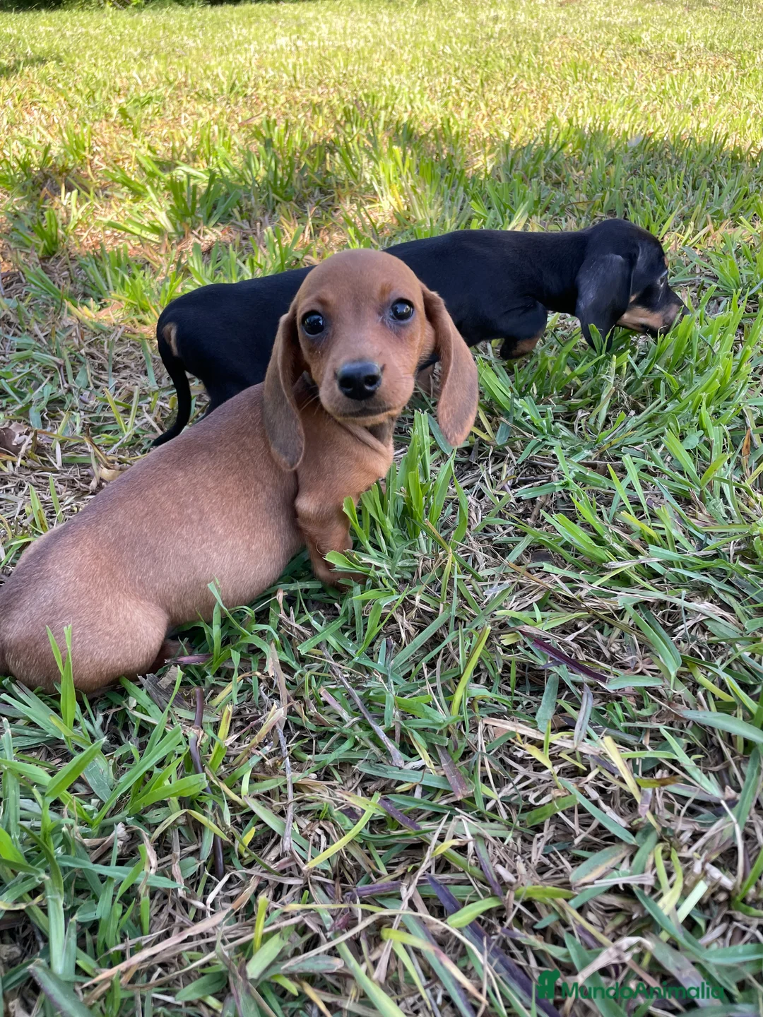 Teckel Miniatura perros en venta: Tecke miniatura listos para entregar  - Anuncio 2