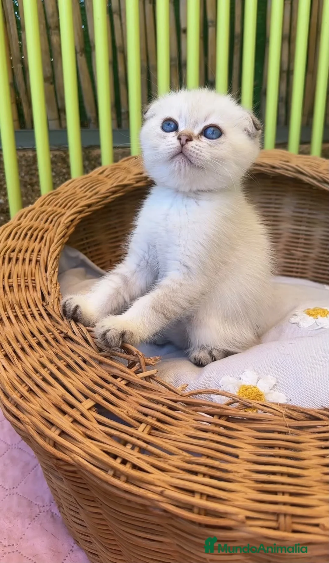 Británico de Pelo Corto gatos en venta: Gatitos británicos  - Anuncio 2
