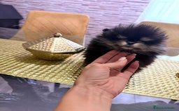 Pomerania perros en venta: Pomeranias miniatura  - Imagen 2