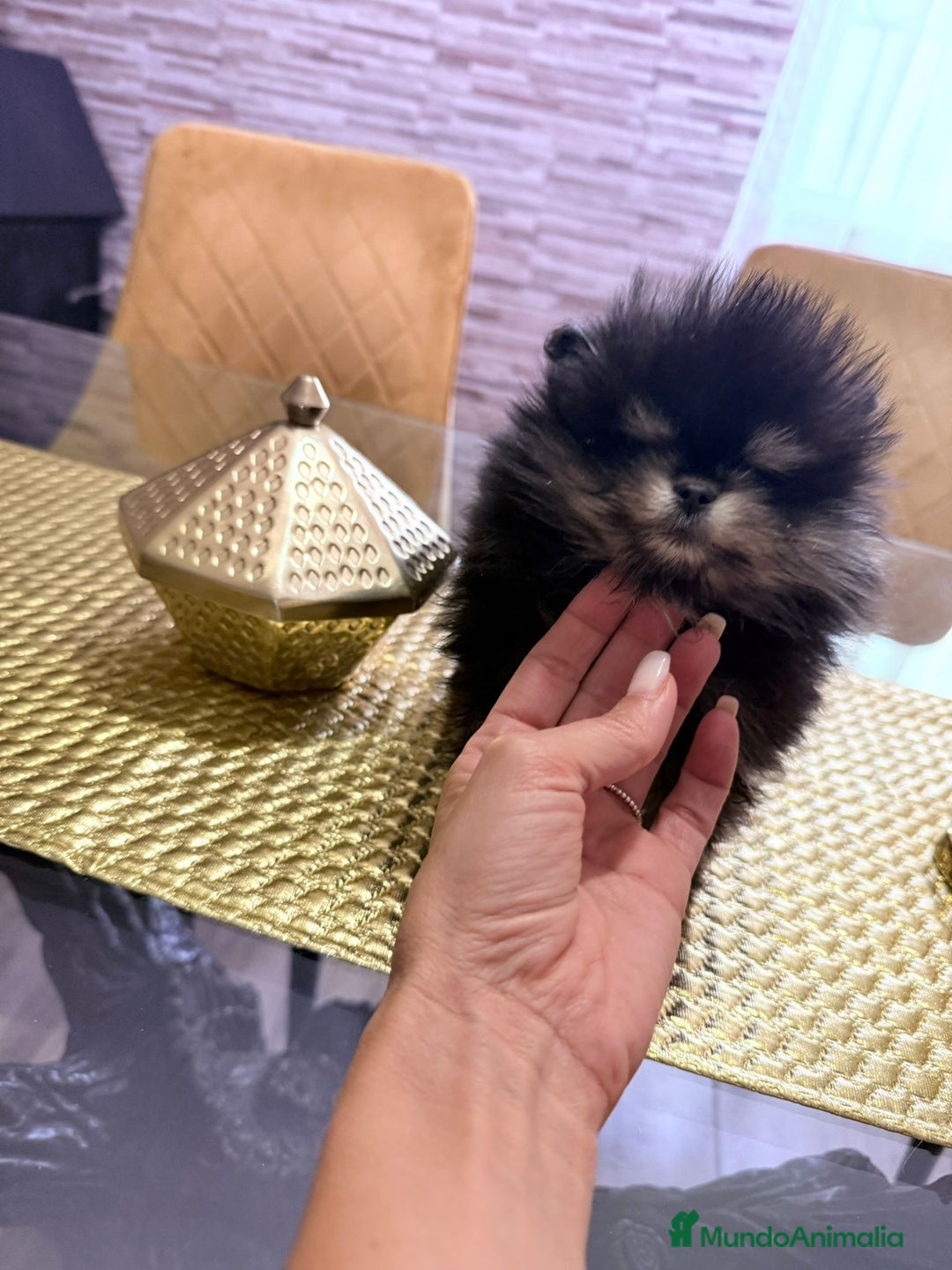 Pomerania perros en venta: Pomeranias miniatura  - Imagen 2