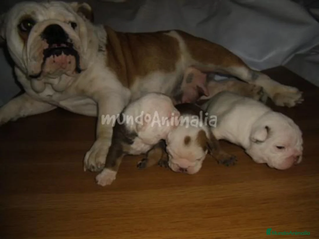 Imagen de galería {{count}}