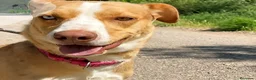 Raza Mixta perros en adopcion: ZAPE busca hogar - Anuncio 5