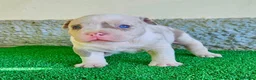 American Bully perros en venta: American Bully Pocket  - Anuncio 6