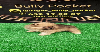 Pomerania perros - Anuncio 2
