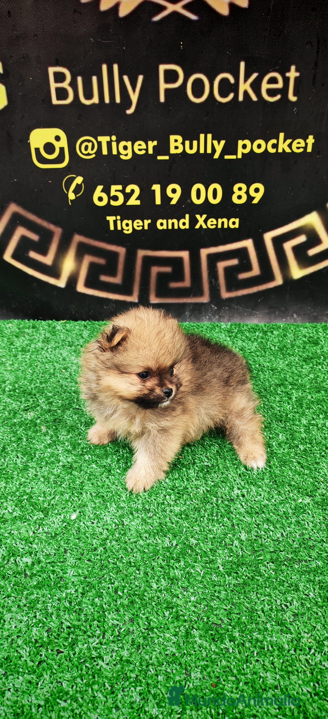 Pomerania perros en venta: Último Machito Pomerania Toy - Imagen 3