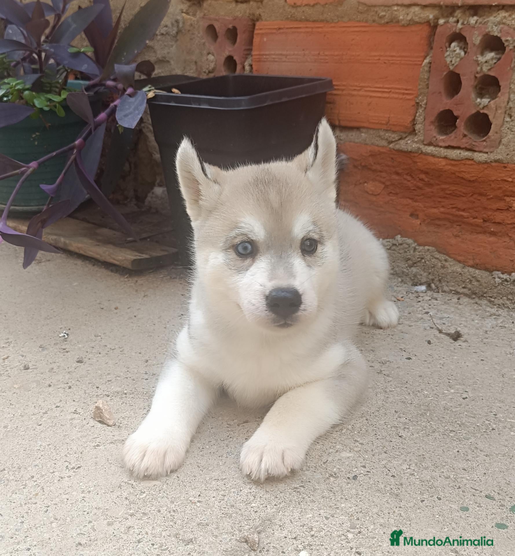 Husky Siberiano perros Siberian husky camada - Anuncio 14