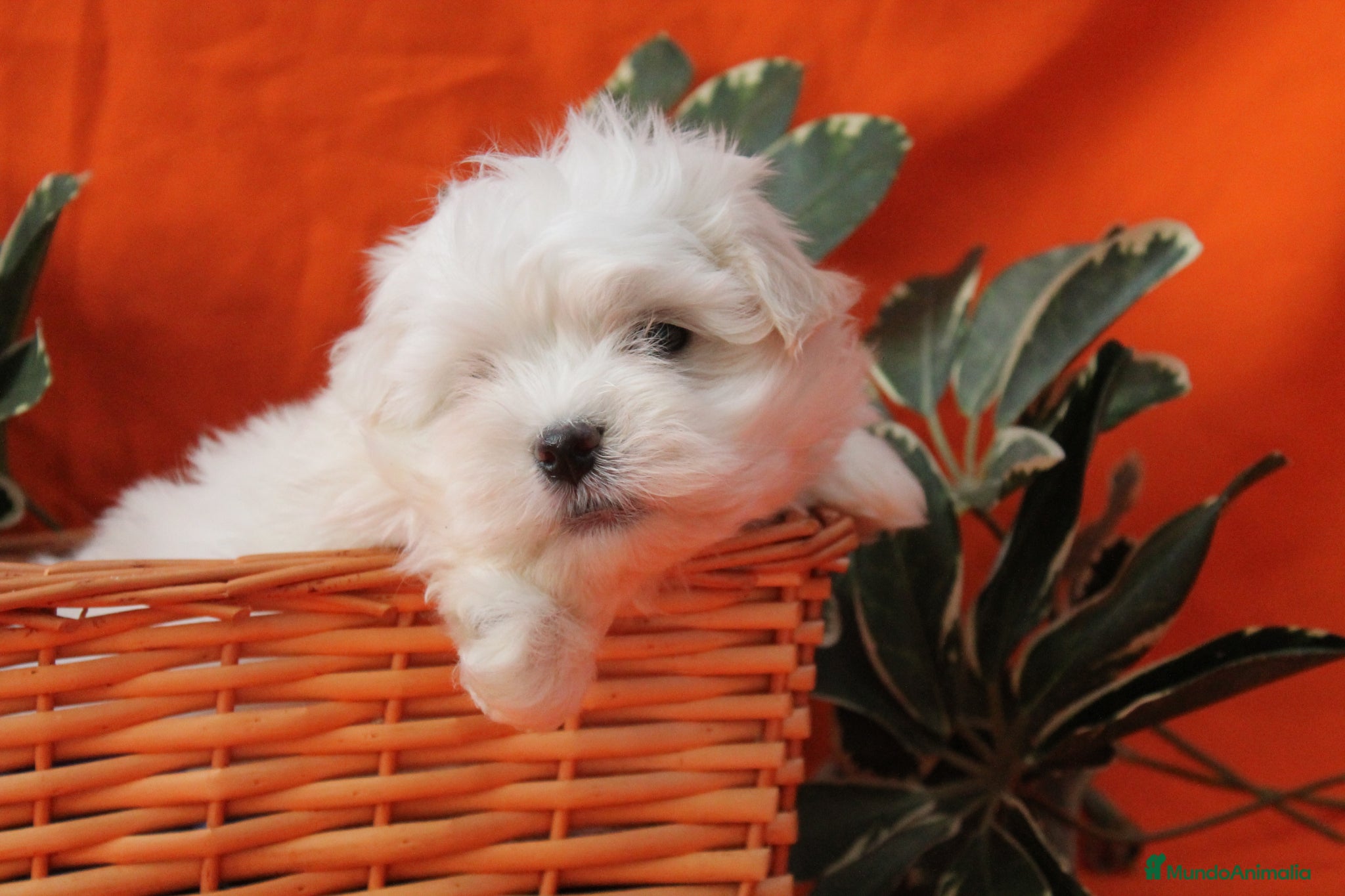 Bichón Maltés perros en venta: PRECIOSOS BICHON MALTES  LINEA TOY   - Anuncio 12