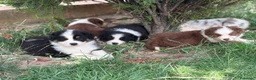 Pastor Australiano perros en venta: Excelente camada de Pastor Australiano  - Anuncio 11