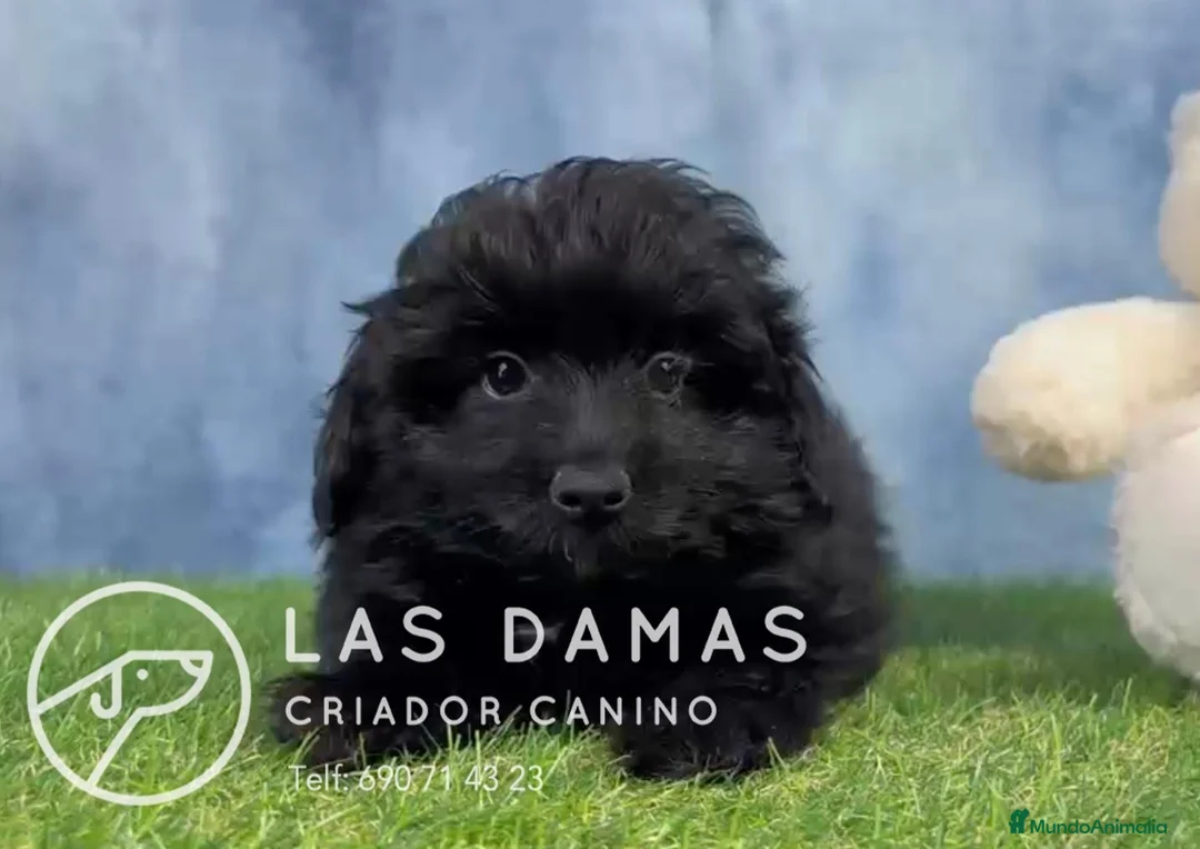 Pomapoo perros en venta: Pomapoo - Anuncio 2