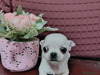 Chihuahua perros Chihuahua Toy cabeza manzana - Anuncio 3