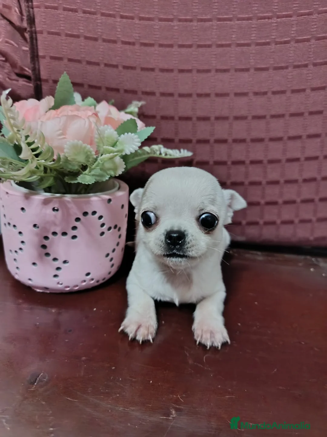 Chihuahua perros en venta: Chihuahua Toy cabeza manzana  - Anuncio 1
