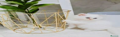 Persa 1