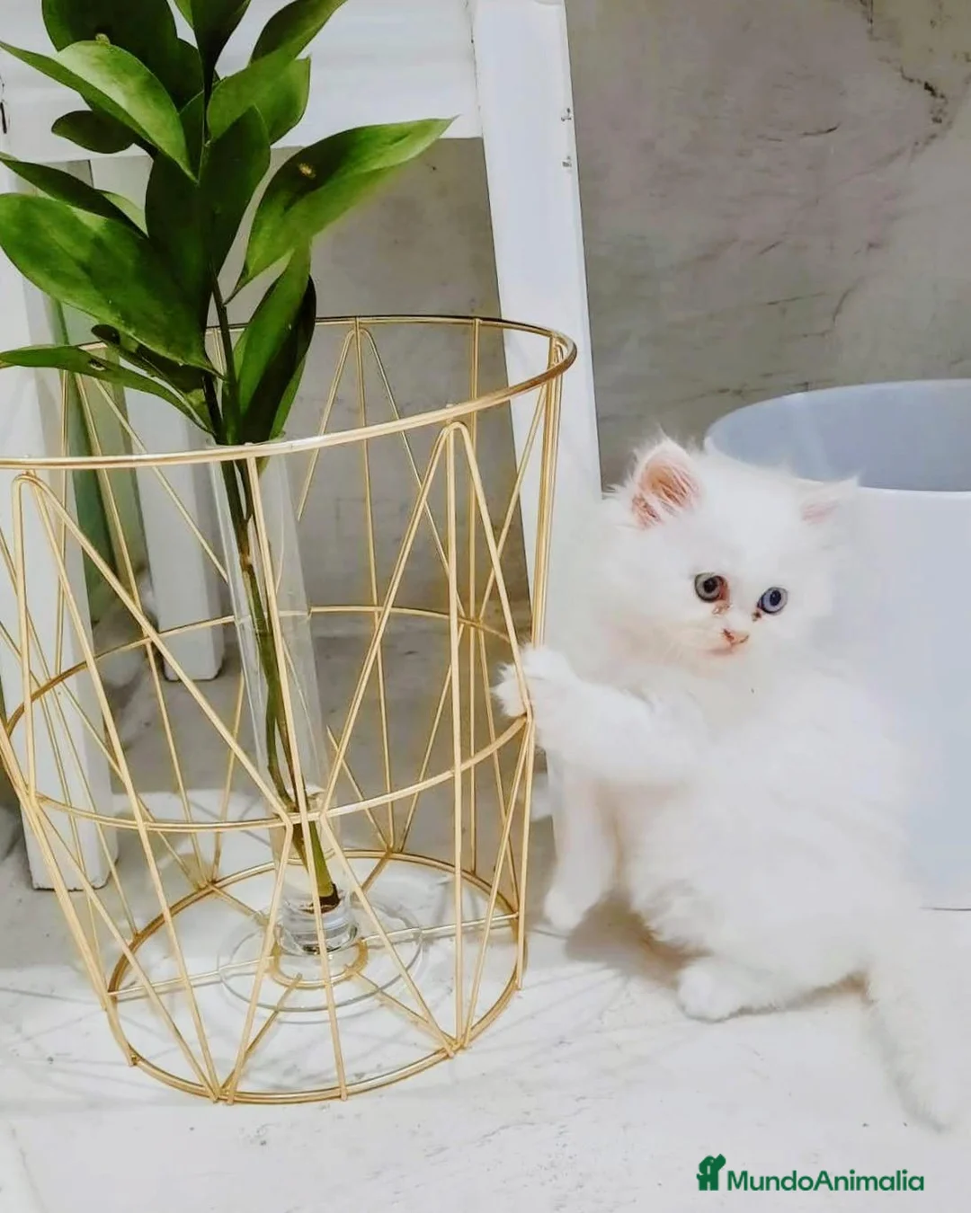 Persa gatos en venta: Persa en Las Palmas - Anuncio 2
