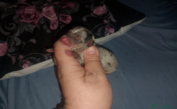 Chihuahua perros - Propaganda 4