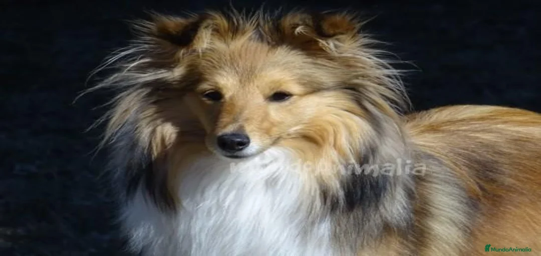 Imagen de galería {{count}}