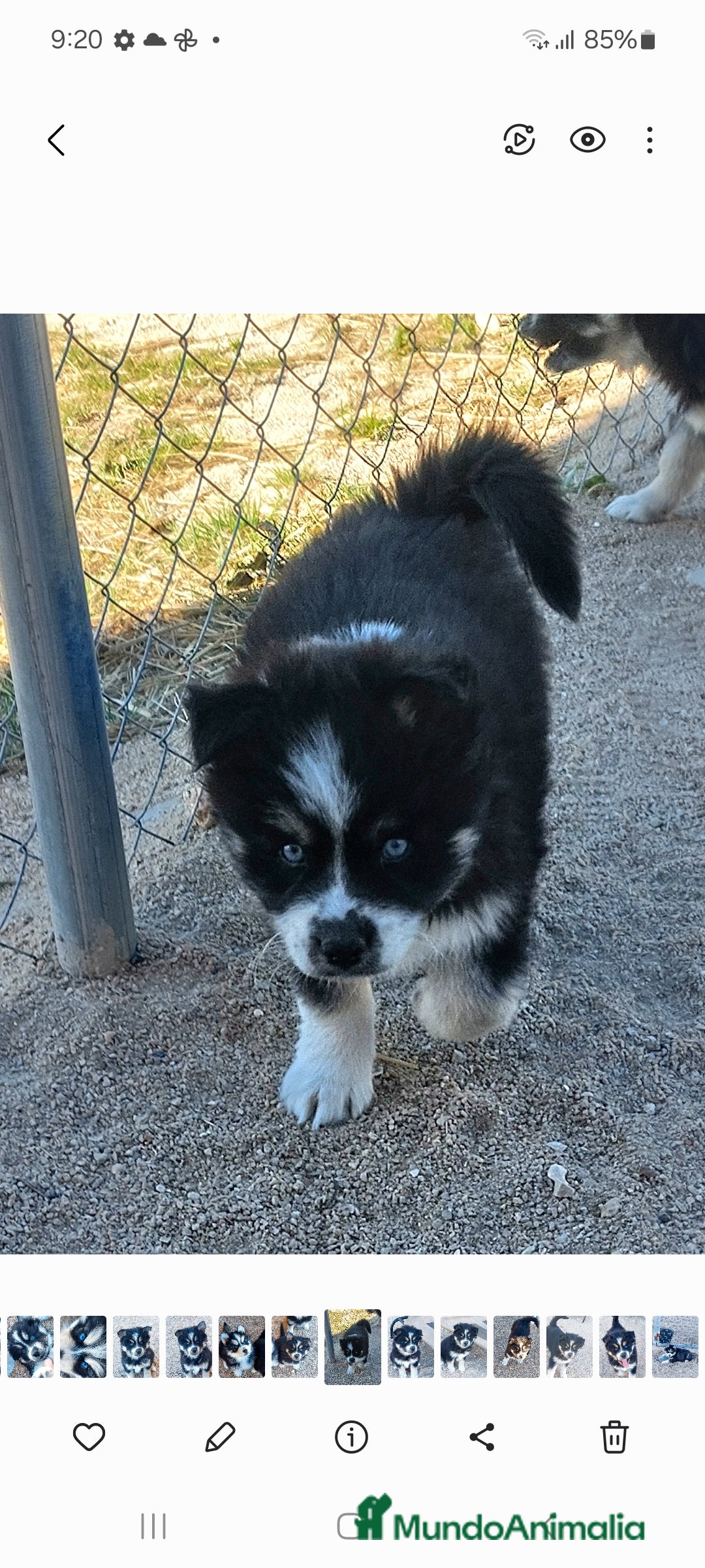 Pomsky perros en venta: Cachorros pomsky o mini husky - Anuncio 7